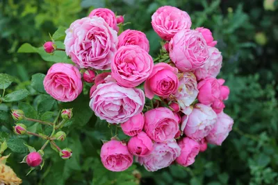 Фотография розы шаровидной, доступные форматы для скачивания - jpg, png