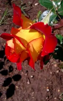 Изображение розы шаровидной на качественной фотографии, возможность скачать в png