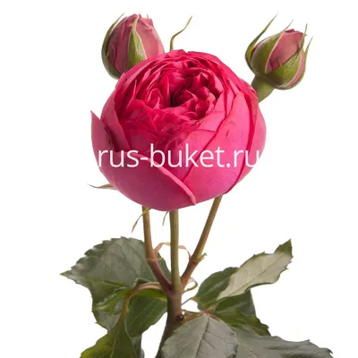 Фото розы шаровидной с возможностью скачать в webp