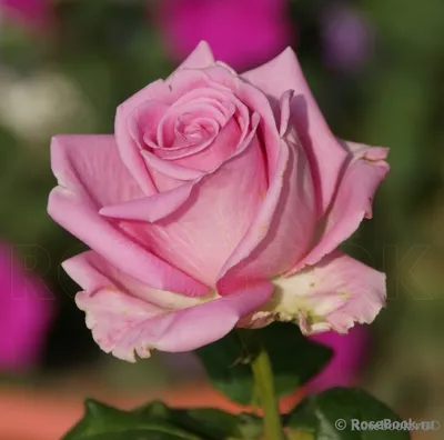 Изображение розы шаровидной с возможностью выбора формата - jpg или png