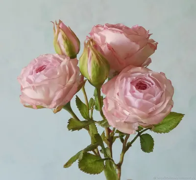 Изображение розы шаровидной в большом разрешении, возможность скачать в jpg