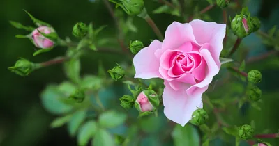 Красивая картинка розы шаровидной в формате webp