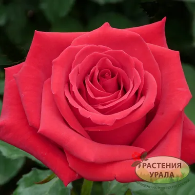 Фотография розы шаровидной с поддержкой форматов jpg, png