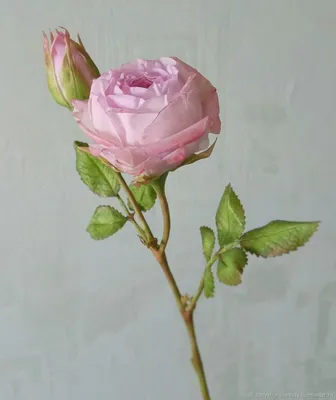 Красивая фотография розы шаровидной, формат png