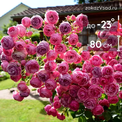 Красивая фотография розы шаровидной, доступные форматы - png