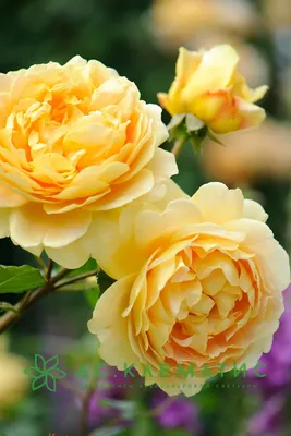 Фотка розы шаровидной с форматами jpg, png