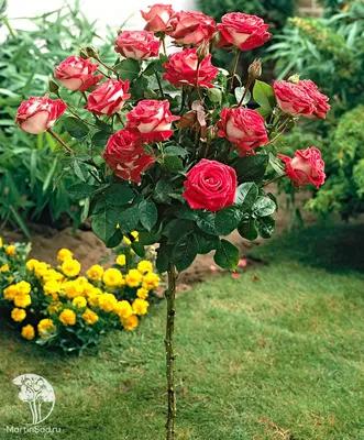 Прекрасное фото розы шаровидной в формате webp