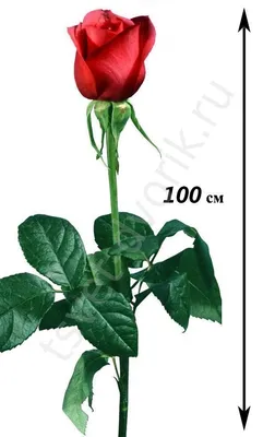 Роза шаровидная на качественной фотографии, поддерживаемые форматы для скачивания - jpg, png