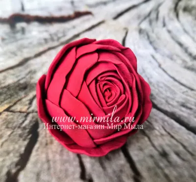 Изображение розы шаровидной для скачивания, форматы - jpg, png
