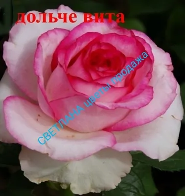 Фотка розы шаровидной в стандартном формате jpg