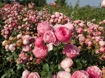 Фото розы шаровидной с возможностью выбора формата - jpg или png