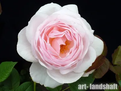 Красивая фотография розы шаровидной, поддержка формата png