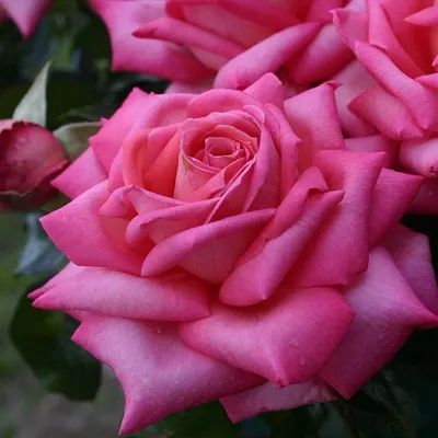 Фотка розы шаровидной с поддержкой форматов jpg, png