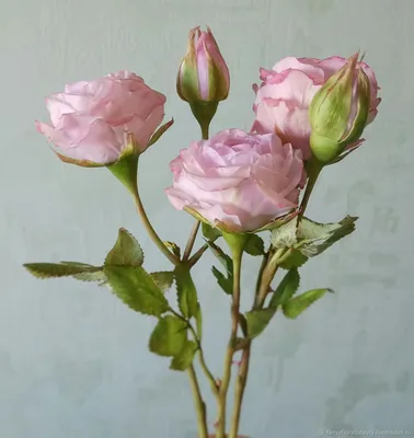 Изображение розы шаровидной в стандартном формате jpg