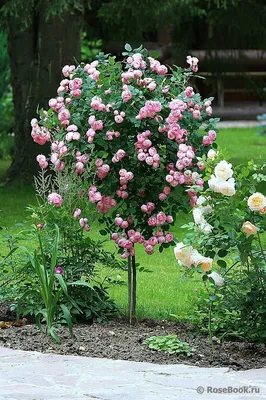 Картинка розы шаровидной, возможность выбора формата - jpg или png