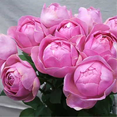 Роза шаровидная на качественной фотографии, поддерживаются форматы jpg и png