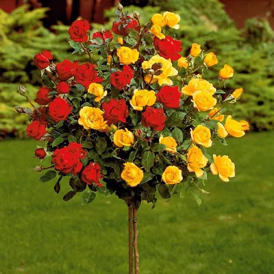 Фото розы шаровидной в высоком качестве, возможность выбора формата - jpg или png