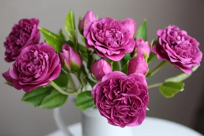 Фотка Розы Шекспир со светло-розовыми лепестками 