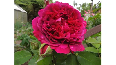 Фотка Розы Шекспир в комбинированных цветах 