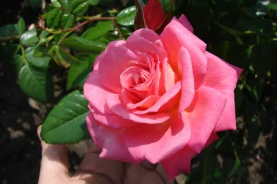 Изображение розы шогун в формате png для скачивания