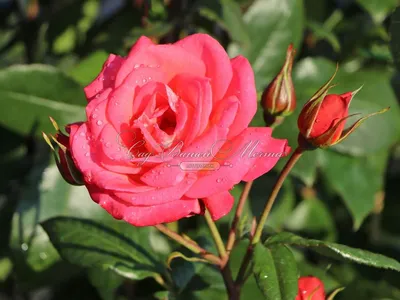 Фотография шогун розы: мощное выражение красоты и страсти