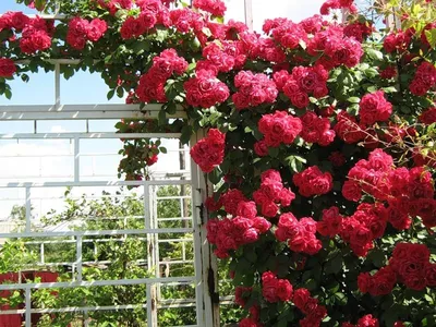 Роза шогун: изображение с яркими и насыщенными цветами