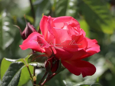 Загадочная роза шогун: фото, придающее загадочность и таинственность