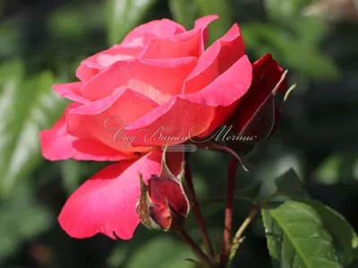 Фото розы шогун: украсьте свой сад великолепным растением