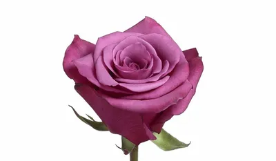 Роза шогун: восхитительное фото, дарящее романтику и нежность