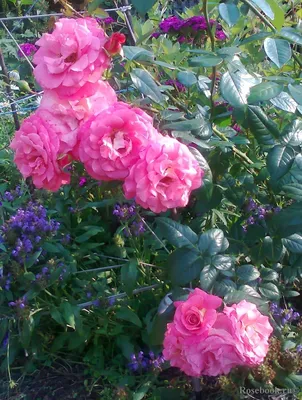 Изысканный цветок розы шогун: фото, передающее чувственность и красоту