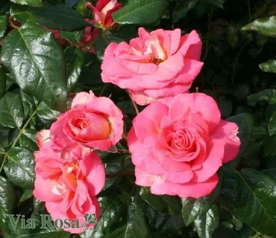 Картина с изображением розы шогун: придайте своим стенам элегантность