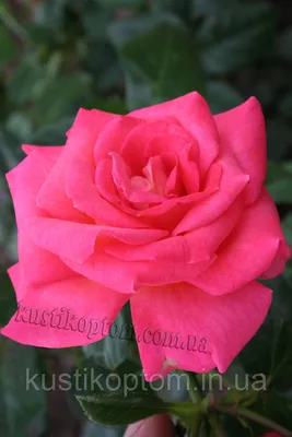 Фотография розы шогун: отличный подарок для любителей цветов