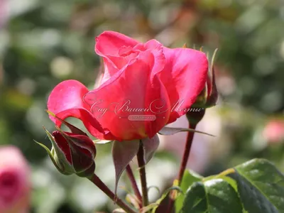 Роза шогун: фото, позволяющее насладиться изысканным и прекрасным