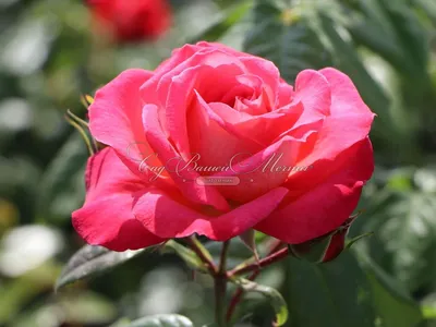 Фото розы шогун в формате webp: насладитесь превосходным качеством изображения