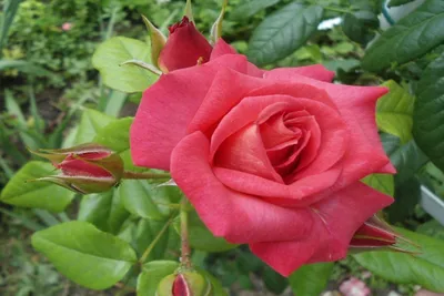 Фотка розы шогун: создайте атмосферу любви и страсти в своем доме