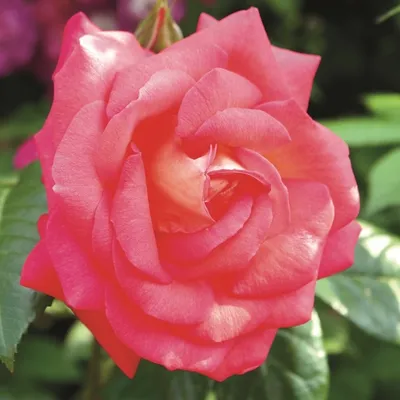 Фотография розы шогун: сохраните неповторимость этого цветка в памяти