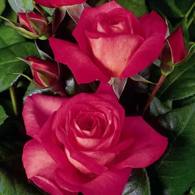 Роза шогун в снимке: запечатлите красоту и уникальность этого растения