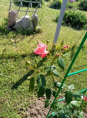 Фото розы шогун: время остановилось, чтобы увековечить ее прекрасный образ