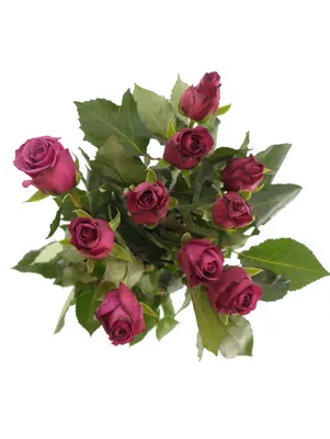 Фото розы шогун: насладитесь роскошью и благородством этого цветка