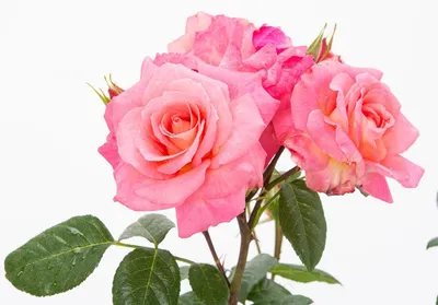 Роза шогун: изображение, наполняющее комнату ароматом и разнообразием красок
