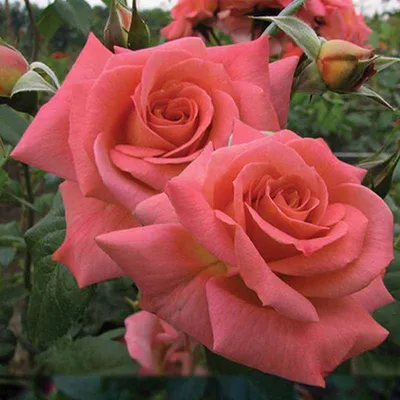 Фотография розы шогун: пригласите красоту и гармонию в свою жизнь