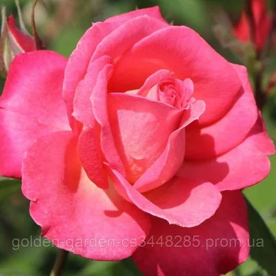 Фотография розы шогун в стильном черно-белом исполнении