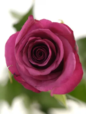 Фотка розы шогун: великолепное сочетание нежности и грации в одном цветке