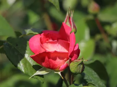Роза шогун: изображение, которое отражает истинную сущность любви и красоты
