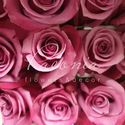 Изумительная роза шогун на фото: наслаждайтесь совершенством этого цветка