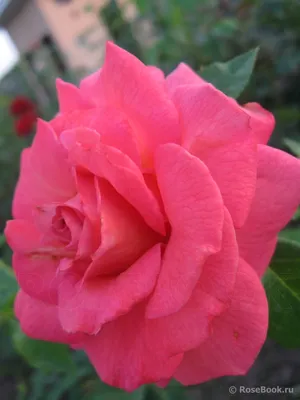 Фотография розы шогун: украшение вашей коллекции цветочных снимков