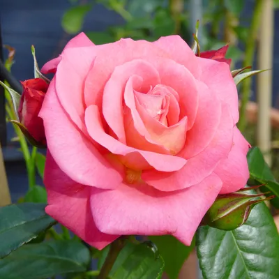 Роза шогун в фотографии: наслаждайтесь магией и загадочностью этого цветка