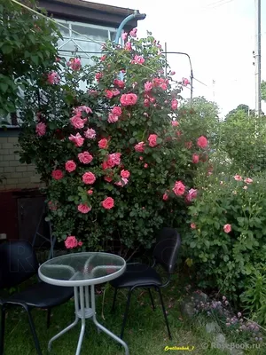 Красивая роза шогун: вдохновляйтесь этим прекрасным цветком