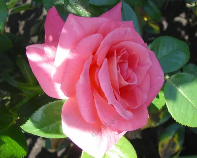 Фотка розы шогун: создайте неповторимую атмосферу спокойствия и гармонии
