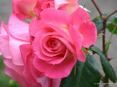 Роза шогун: изображение, транслирующее красоту и изысканность природы